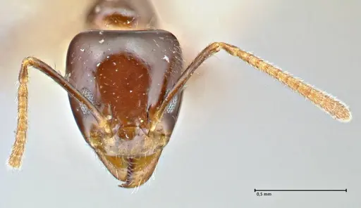 Anonychomyrma polita specimen