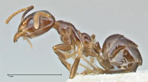 Anonychomyrma polita specimen