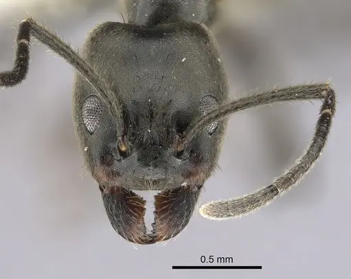 Anonychomyrma scrutator specimen