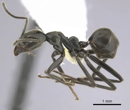 Anonychomyrma scrutator specimen