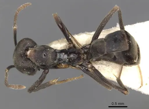 Anonychomyrma sellata specimen