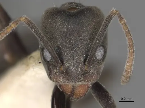 Anonychomyrma sellata specimen