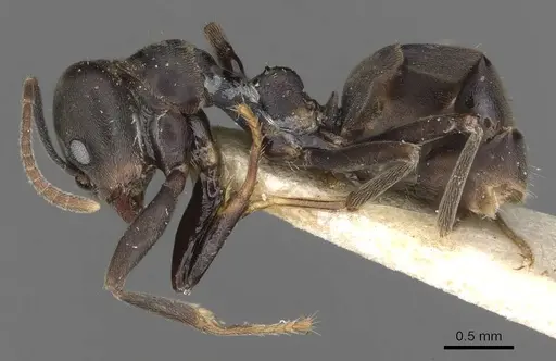 Anonychomyrma sellata specimen