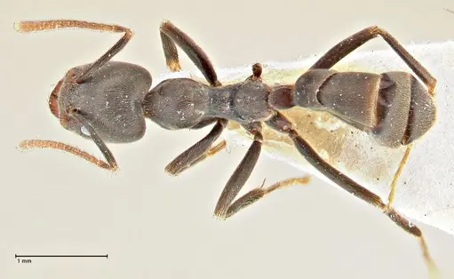 Anonychomyrma sellata - FOCOL2802