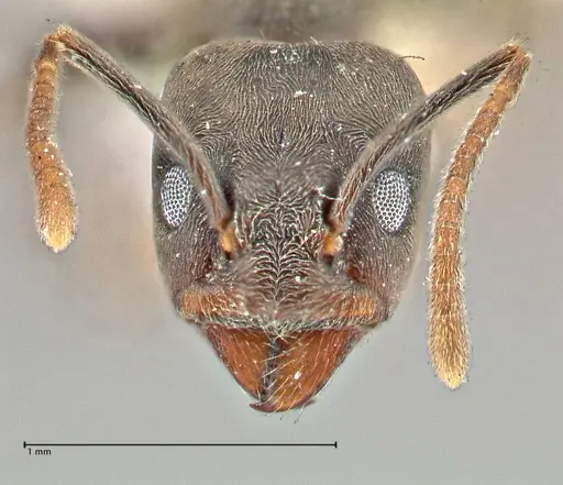 Anonychomyrma sellata - FOCOL2802