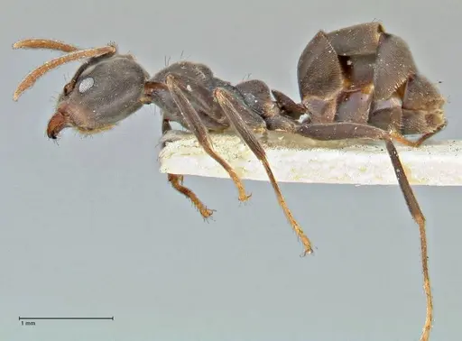 Anonychomyrma sellata - FOCOL2802
