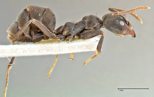 Anonychomyrma sellata - FOCOL2802