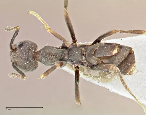 Anonychomyrma sellata - FOCOL2803