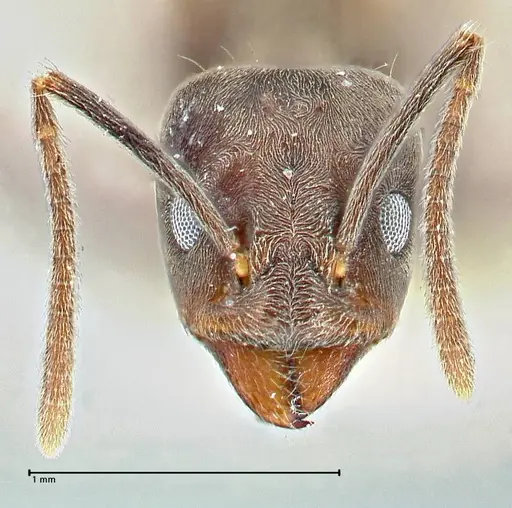 Anonychomyrma sellata - FOCOL2803