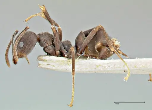 Anonychomyrma sellata - FOCOL2803