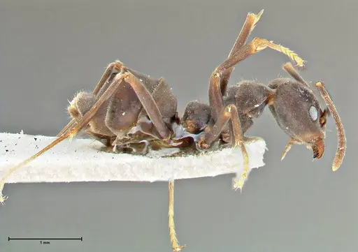 Anonychomyrma sellata - FOCOL2803