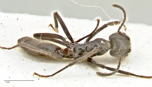 Anonychomyrma sellata - FOCOL2804