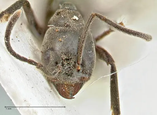 Anonychomyrma sellata - FOCOL2804