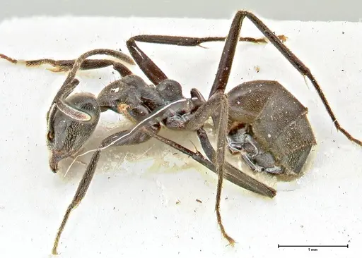 Anonychomyrma sellata - FOCOL2804