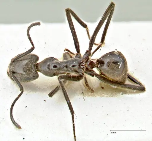 Anonychomyrma sellata - FOCOL2805