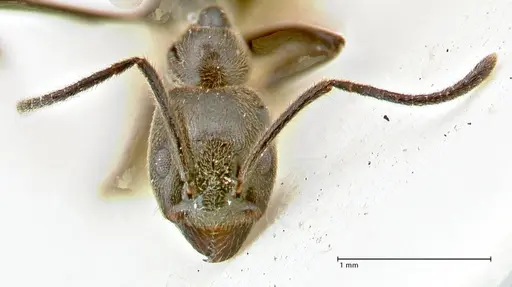 Anonychomyrma sellata - FOCOL2805