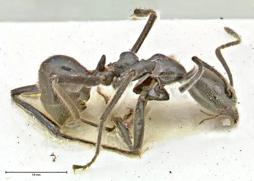 Anonychomyrma sellata - FOCOL2805