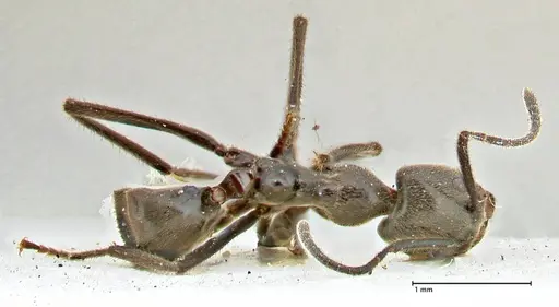 Anonychomyrma sellata - FOCOL2806