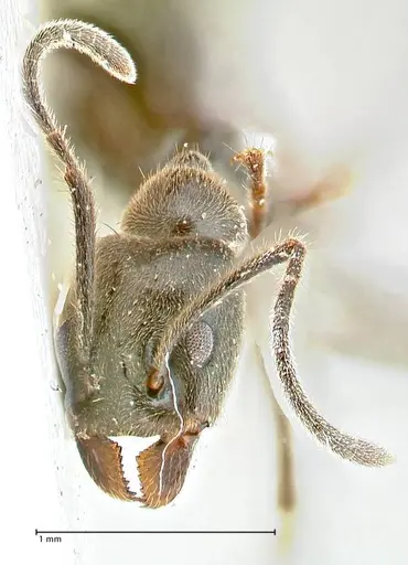 Anonychomyrma sellata - FOCOL2806