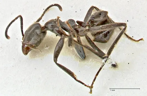Anonychomyrma sellata - FOCOL2806