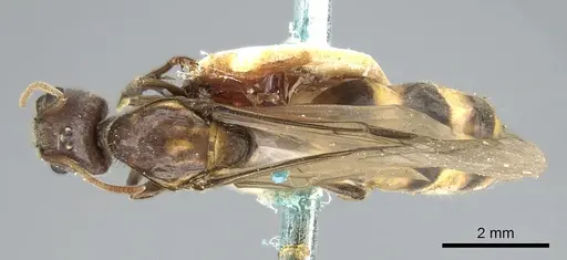 Anonychomyrma tigris specimen