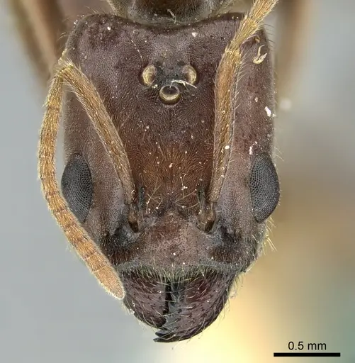 Anonychomyrma tigris specimen
