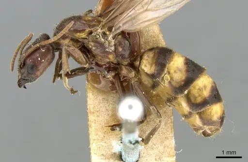 Anonychomyrma tigris specimen