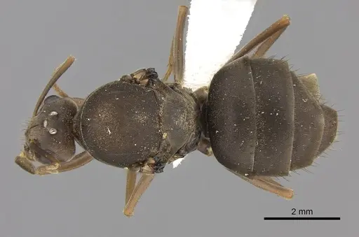 Anoplolepis carinata specimen