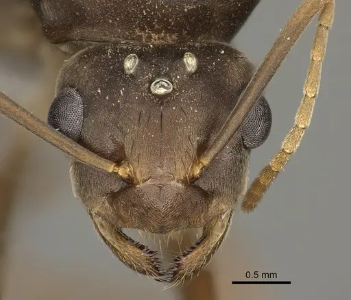 Anoplolepis carinata specimen