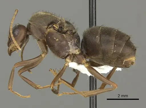 Anoplolepis carinata specimen