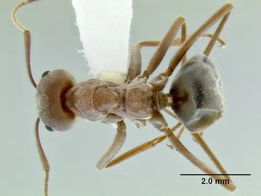 Anoplolepis custodiens specimen