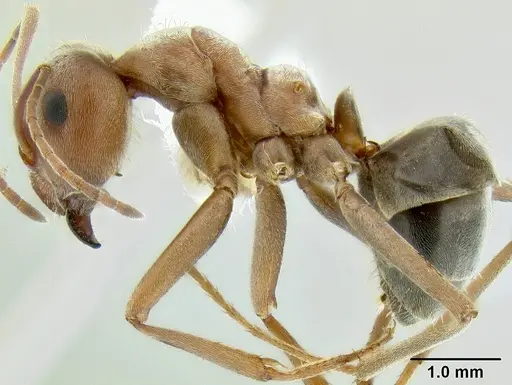 Anoplolepis custodiens specimen