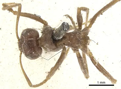 Anoplolepis fallax specimen