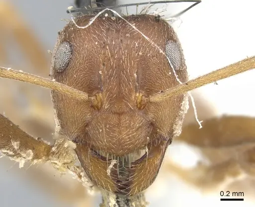 Anoplolepis fallax specimen