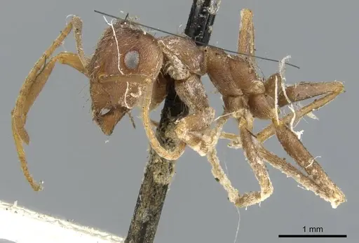 Anoplolepis fallax specimen