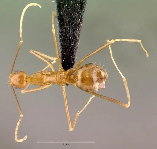 Anoplolepis gracilipes specimen