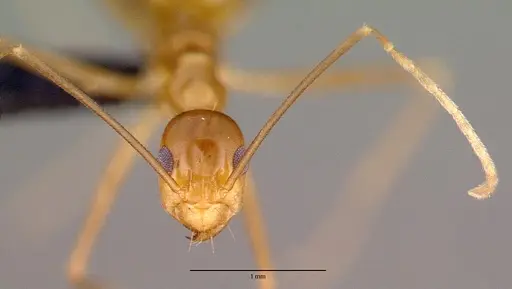 Anoplolepis gracilipes specimen