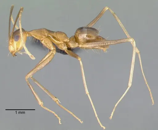 Anoplolepis gracilipes specimen
