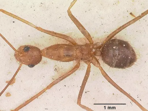 Anoplolepis gracilipes - CASENT0102951