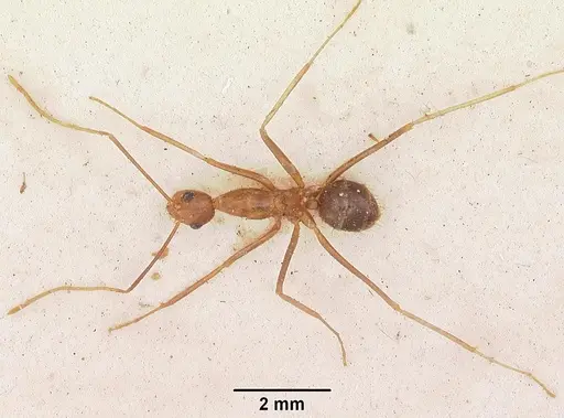 Anoplolepis gracilipes - CASENT0102951