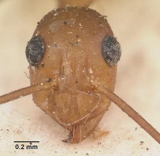 Anoplolepis gracilipes - CASENT0102951