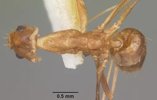 Anoplolepis gracilipes - CASENT0102965