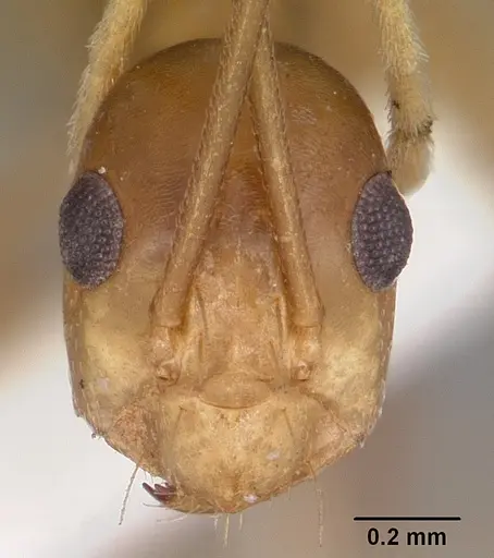 Anoplolepis gracilipes - CASENT0102965