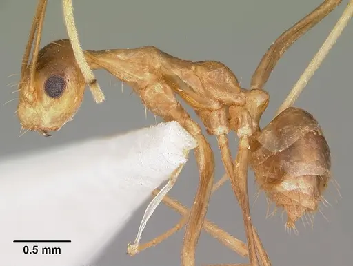 Anoplolepis gracilipes - CASENT0102965