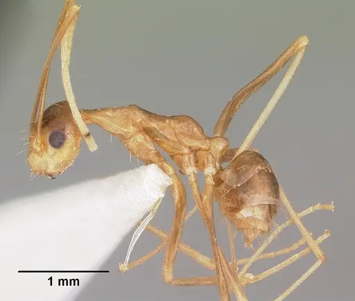 Anoplolepis gracilipes - CASENT0102965