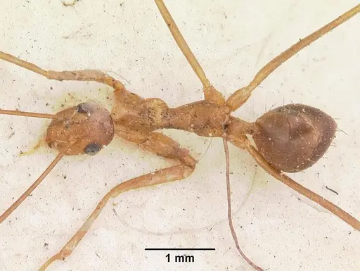 Anoplolepis gracilipes - CASENT0103001