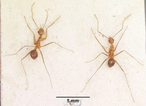 Anoplolepis gracilipes - CASENT0103001