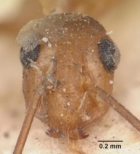 Anoplolepis gracilipes - CASENT0103001