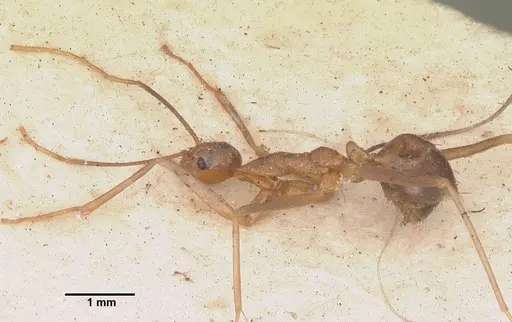 Anoplolepis gracilipes - CASENT0103001