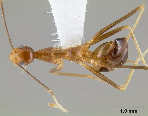 Anoplolepis gracilipes - CASENT0106057